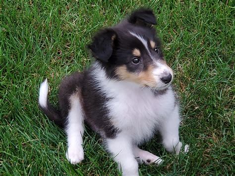 rough coat border collie puppies.